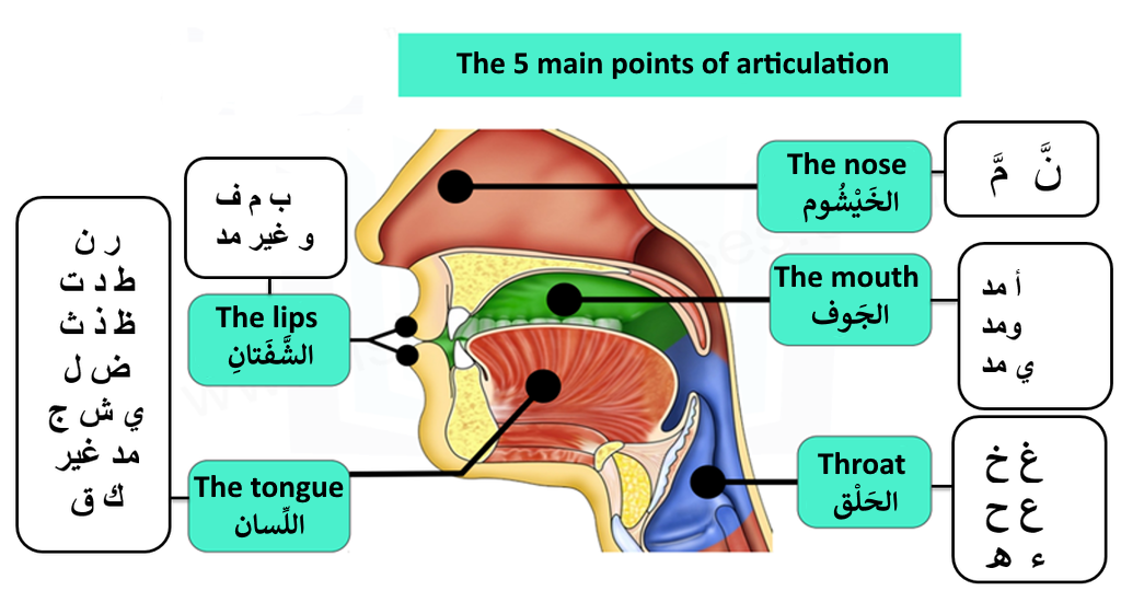 Points of articulations