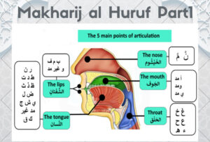 What Are The Points of Articulation(Makharij al-Huruf) ?