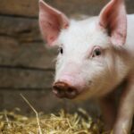 Why is Pork Forbidden in Islam?