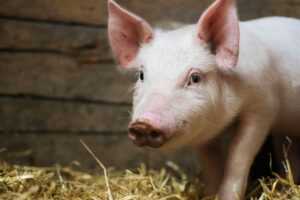 Why is Pork Forbidden in Islam?