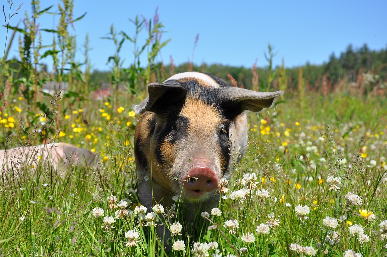 Why is Pork Forbidden in Islam?