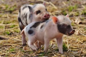 Why Pork Consumption is Forbidden in Islam