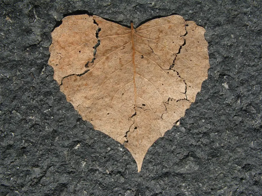Feuille sèche en forme de cœur sur une pierre
