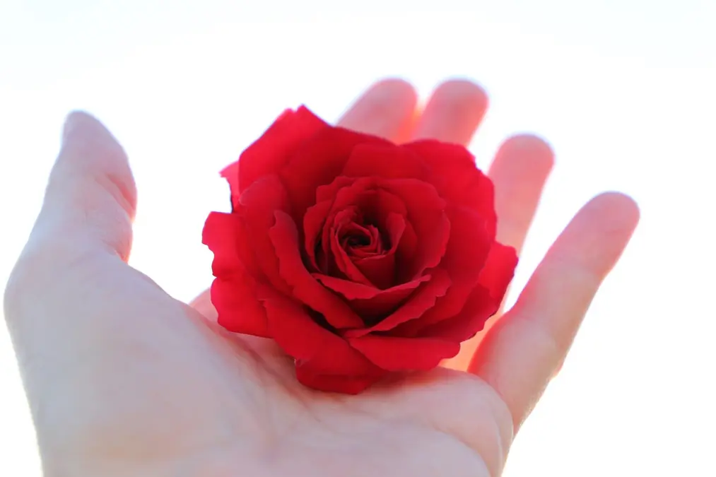 Main tenant une rose rouge sur fond clair