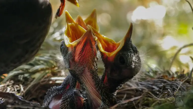 Chicks being fed in their nest