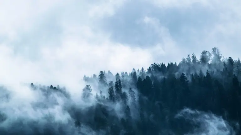 Forêt de conifères enveloppée de brume et de nuages