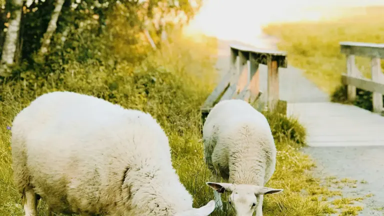 Sheep in a sunny field