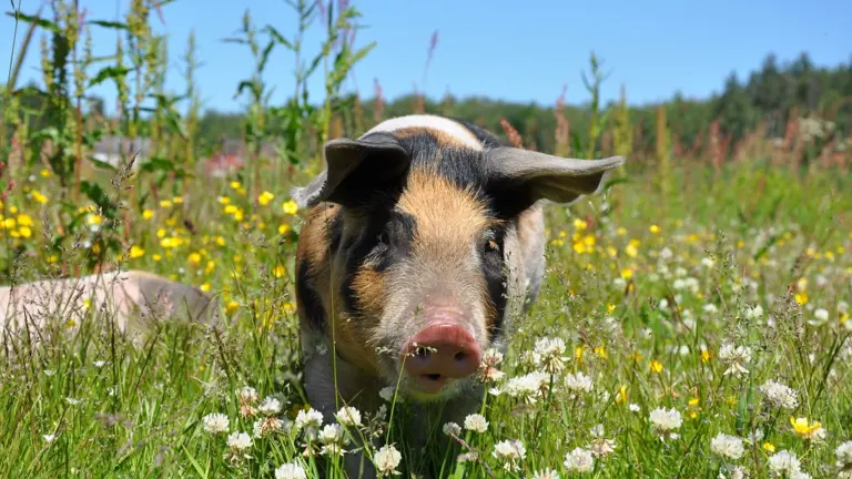 Cochon dans un champ fleuri