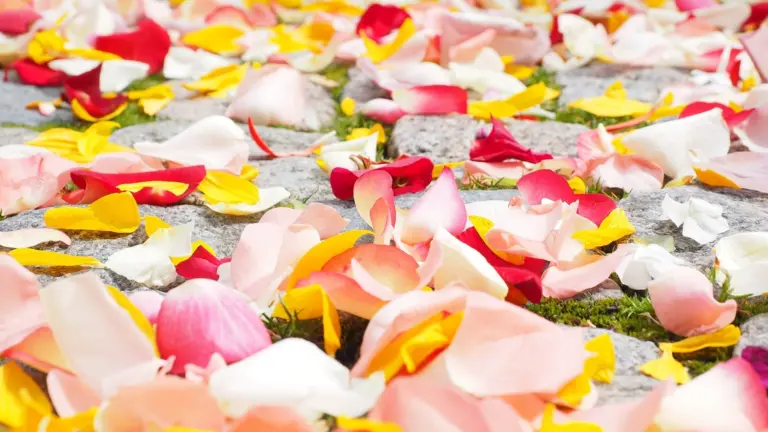 Pétales de fleurs colorés pour un mariage