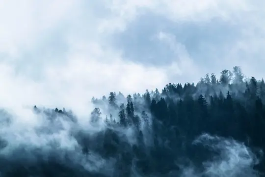 Misty conifer forest covered with clouds and fog