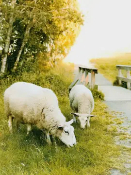 Sheep in a sunny field