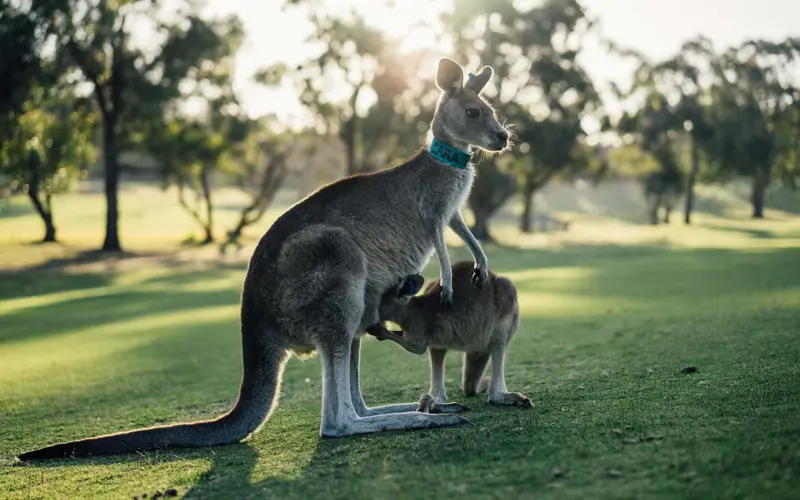 Kangaroo illustrating Quran classes in Australia