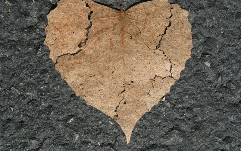 Dry heart-shaped leaf on a stone surface