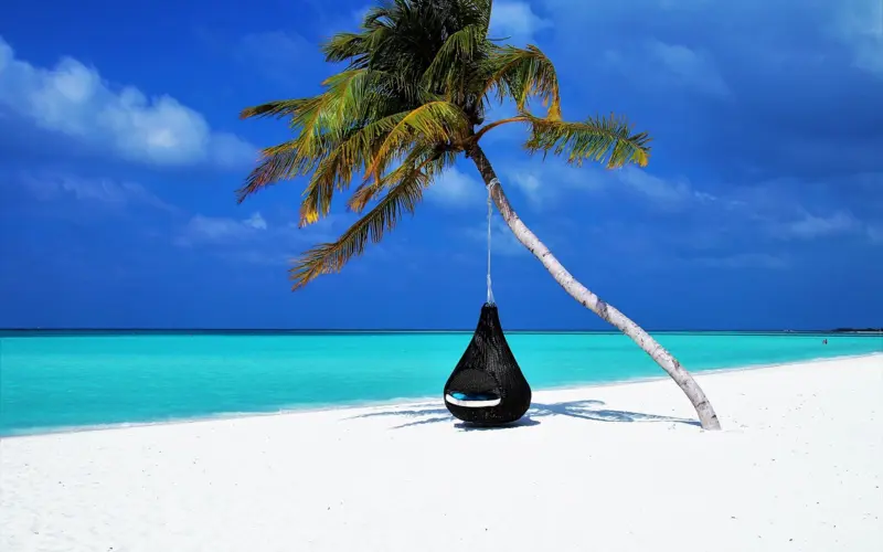 Paradise beach with palm tree and turquoise sea