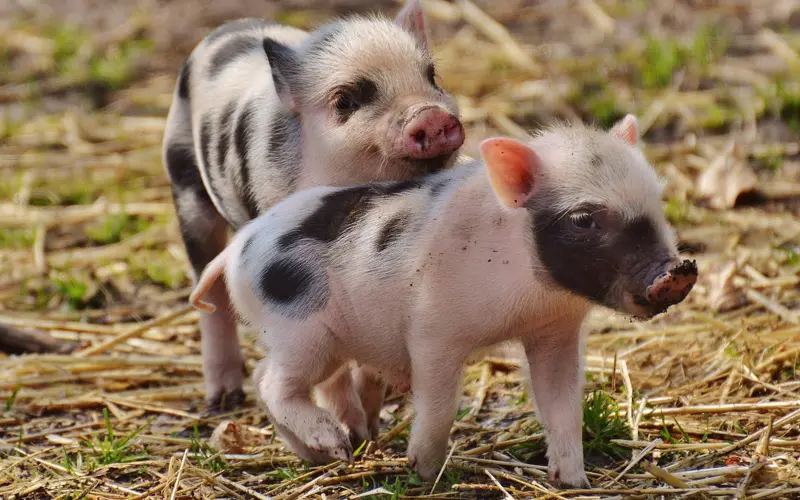 Two piglets in an outdoor pen