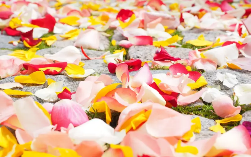 Colorful flower petals for a wedding