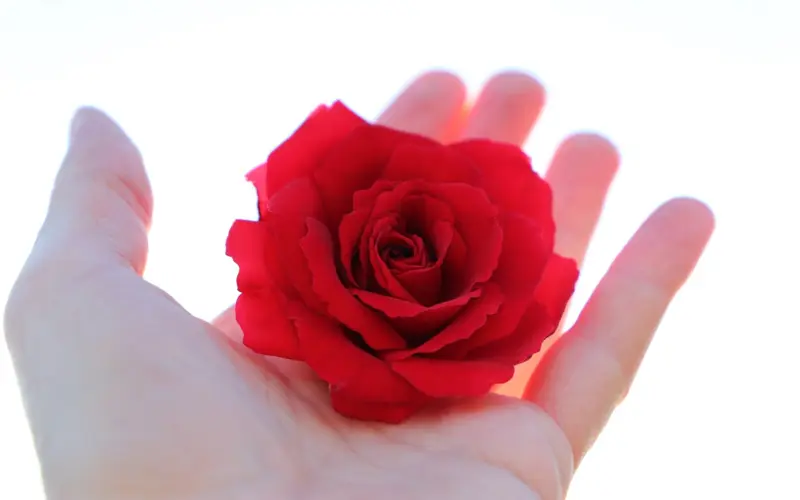 Hand holding a red rose on a light background