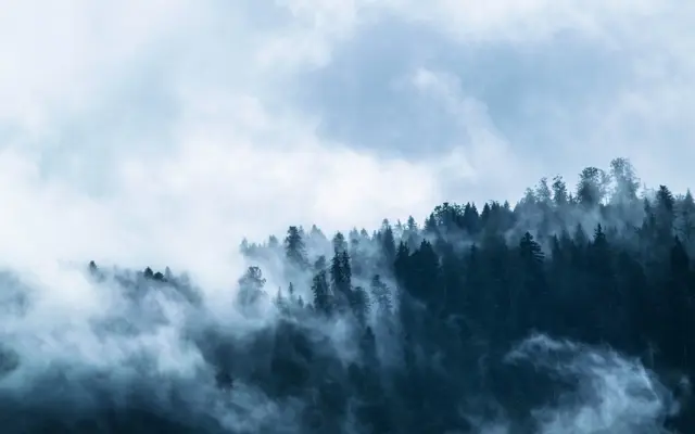 Nebliger Nadelwald unter dunklen Wolken