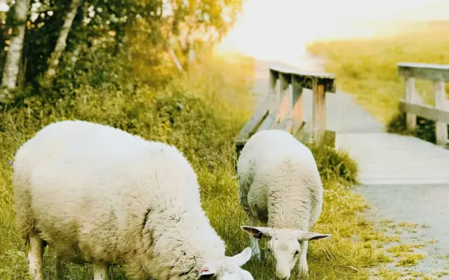Moutons dans un champ au soleil