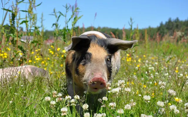 Cochon dans un champ fleuri