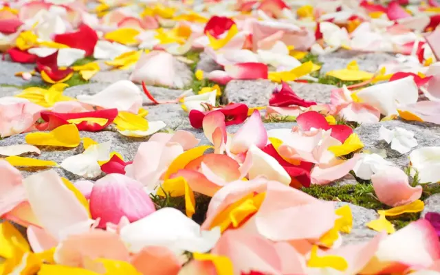Pétales de fleurs colorés pour un mariage