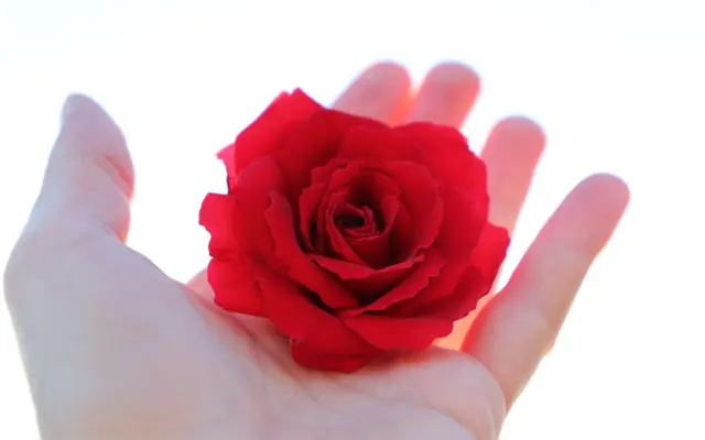 Main tenant une rose rouge sur fond clair