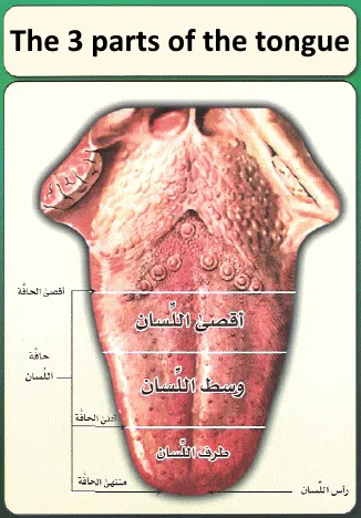the exit points of the arabic letter - the tongue