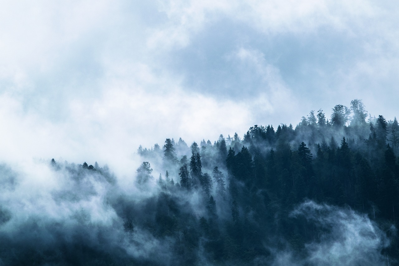 Misty conifer forest covered with clouds and fog