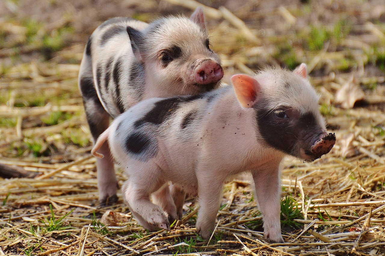 Two piglets in an outdoor pen