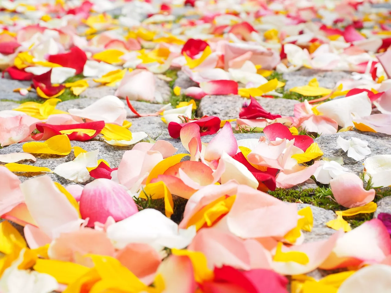 Pétales de fleurs colorés pour un mariage